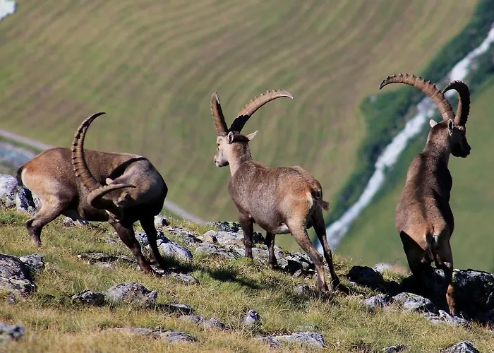 Haus Gertrud イェルツェンス